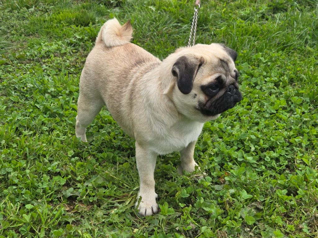 Venus Du Bouddha D'Emeraude