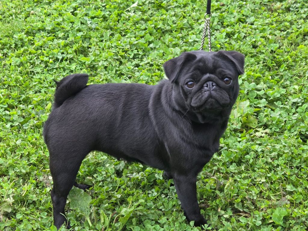 Una black Du chevalier de saint maxime