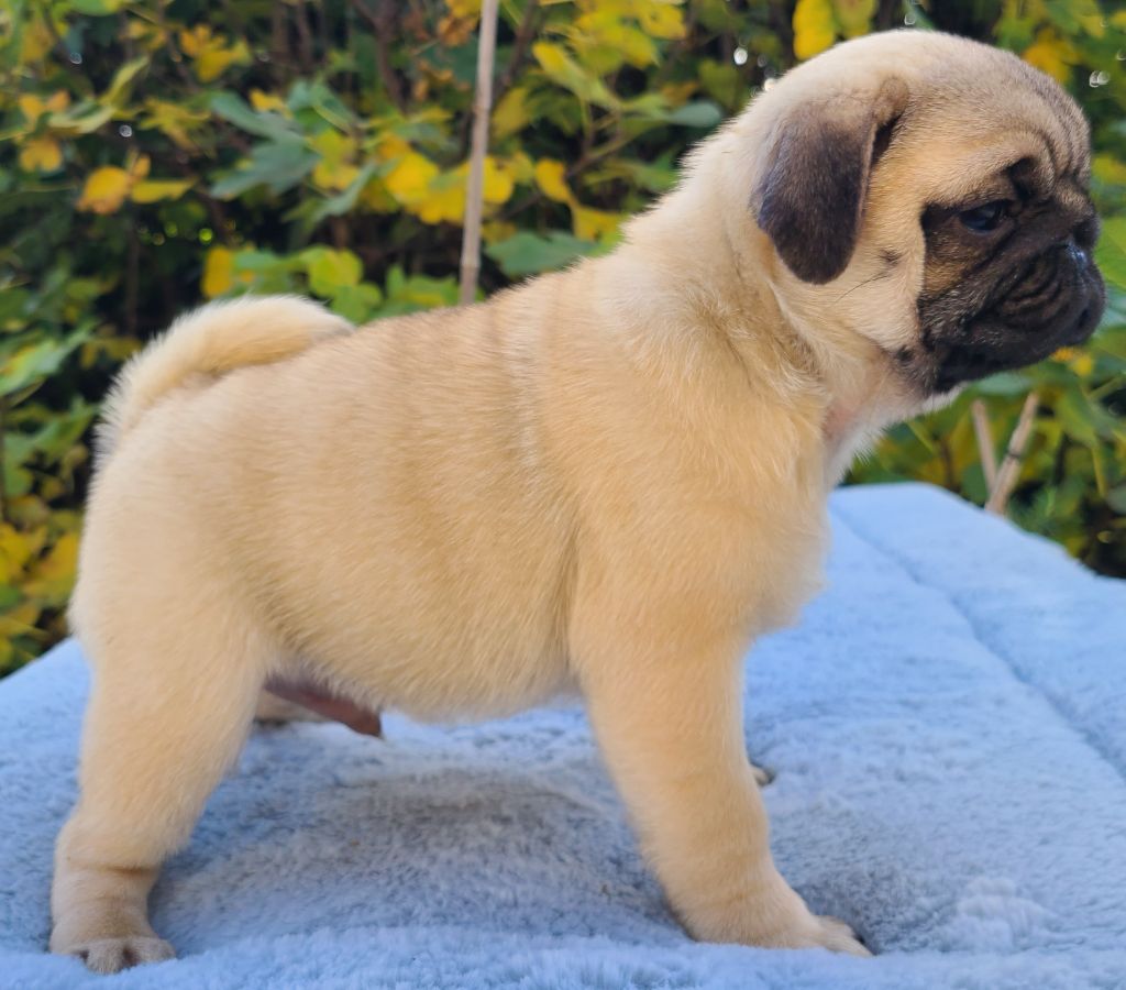 Du Bouddha D'Emeraude - Carlin - Portée née le 15/08/2024